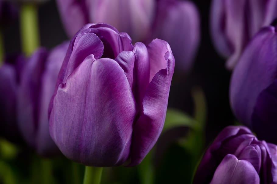 purple, flowers, close up, beautiful, bloom, blossom, botany, garden, fresh, nature