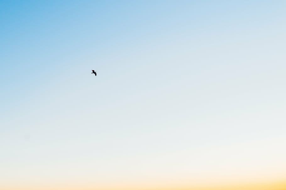 baixo, fotografia de ângulo, voador, pássaro, azul, céu, preto, branco, dia, luz do sol