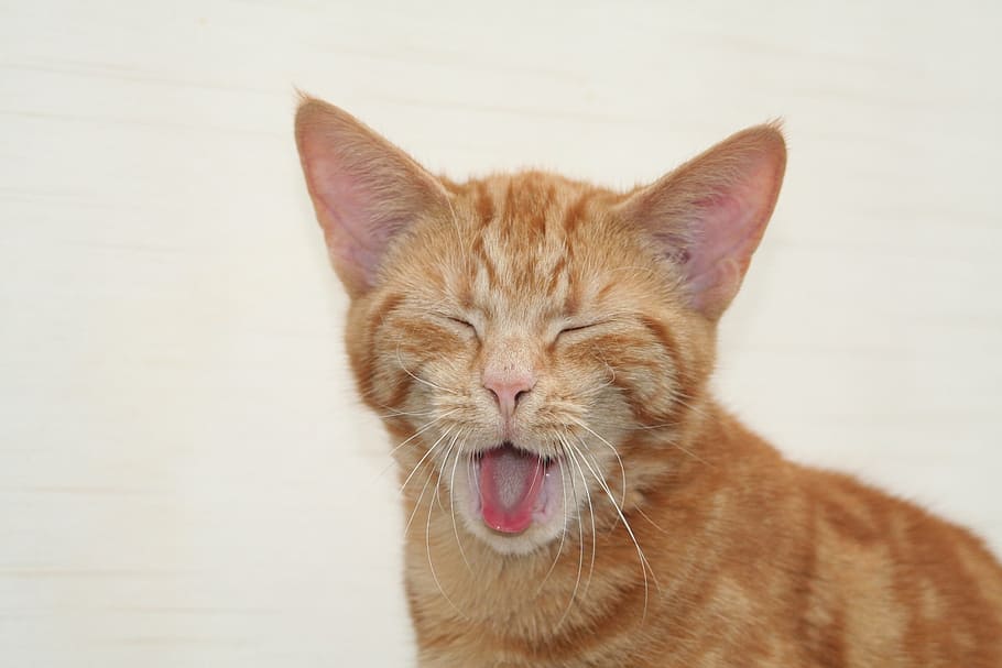 yawning, orange, tabby, cat, pet, yawn, animal, feline, cats and dogs, ginger