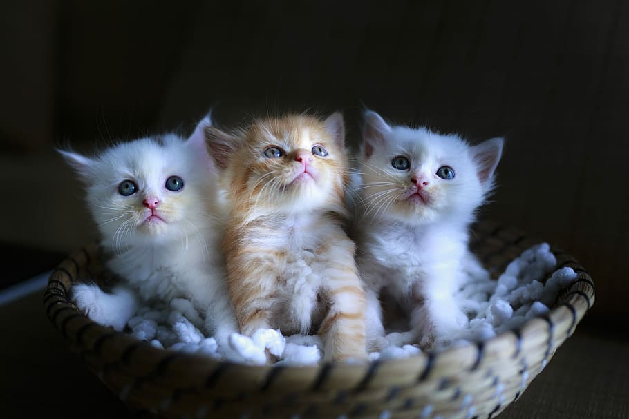 three, gray, white, kitten, basket photo, basketball, cat, page, cute, portrait