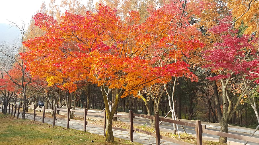 gold mountain, autumn, autumn leaves, trail, esplanade, change, tree, plant, orange color, beauty in nature