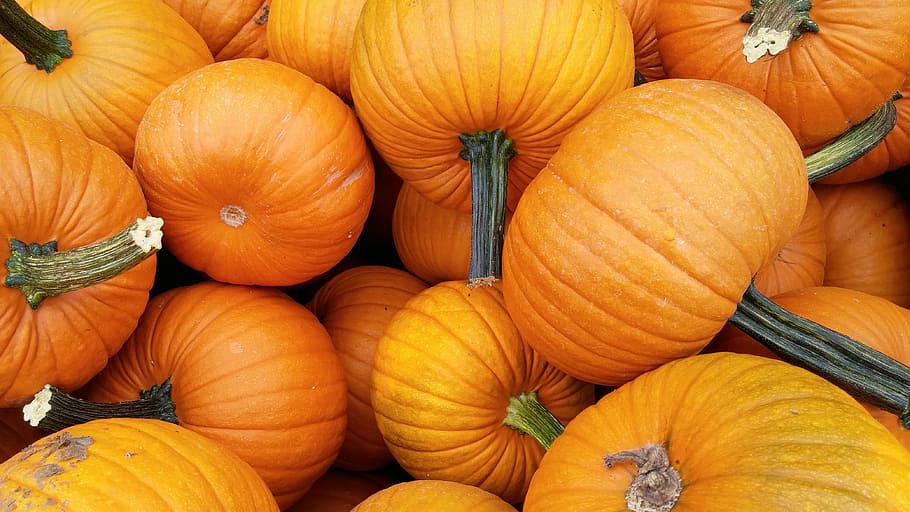 orange pumpkin lot, pumpkin, orange, fall, autumn, harvest, october, vegetable, agriculture, orange Color