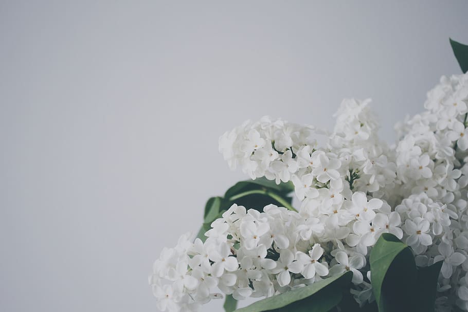 blanco, flores, decoración, planta floreciendo, flor, vulnerabilidad, belleza en la naturaleza, planta, fragilidad, frescura