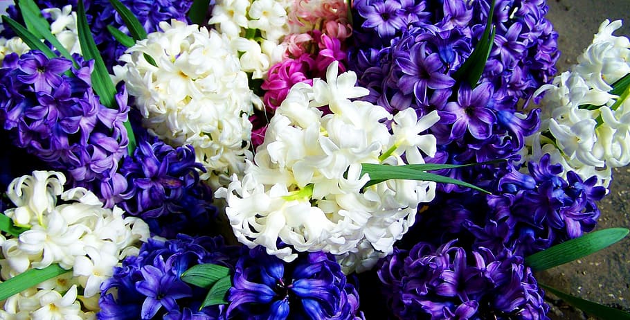 jacintos, colores mezclados, azul y blanco, primavera, planta floreciente, flor, frescura, vulnerabilidad, fragilidad, planta