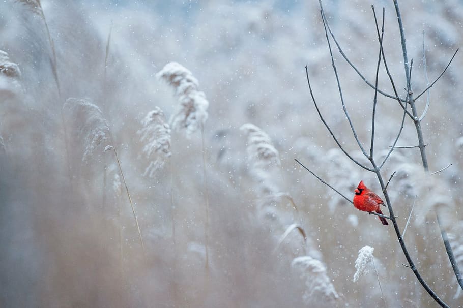 selective, focus photography, red, cardinal, bird, perched, tree branch, tree, branch, grass
