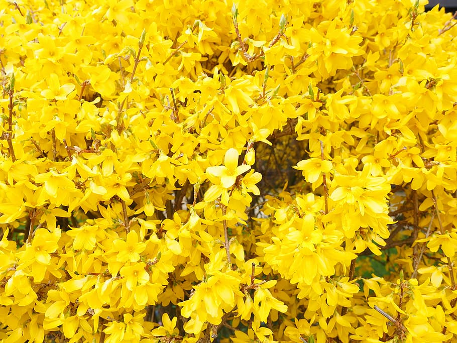 forsythia, cabang-cabang bunga, kuning, lilac emas, bunga, semak, bunga forsythia, lonceng emas, semak hias, tanaman