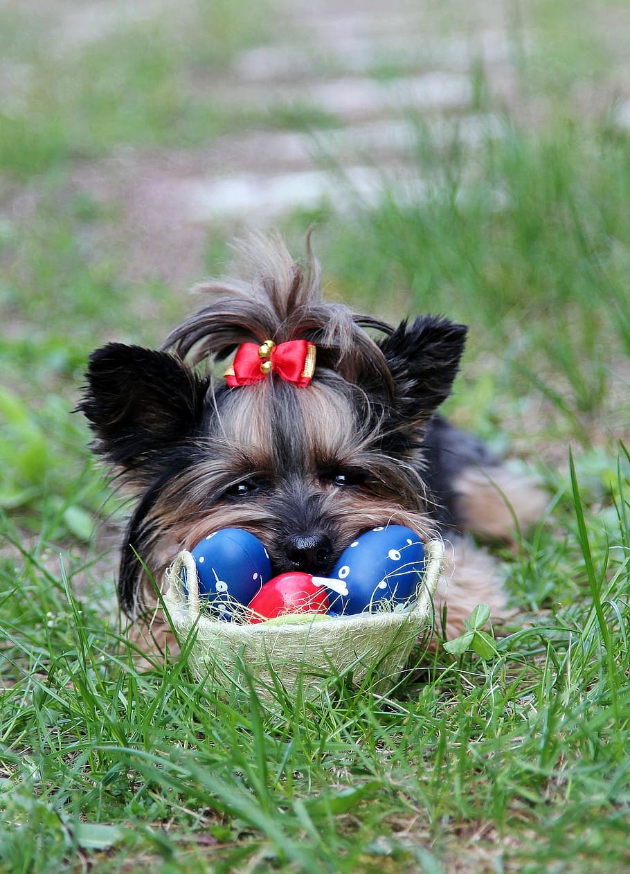 yorkie, eggs, bow, easter, dog, canine, pets, domestic, domestic animals, one animal