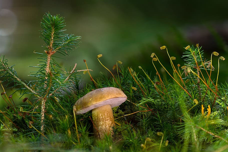 close-up photo, brown, mushroom, gallenröhrling, uneatable, rac, plant, growth, fungus, green color
