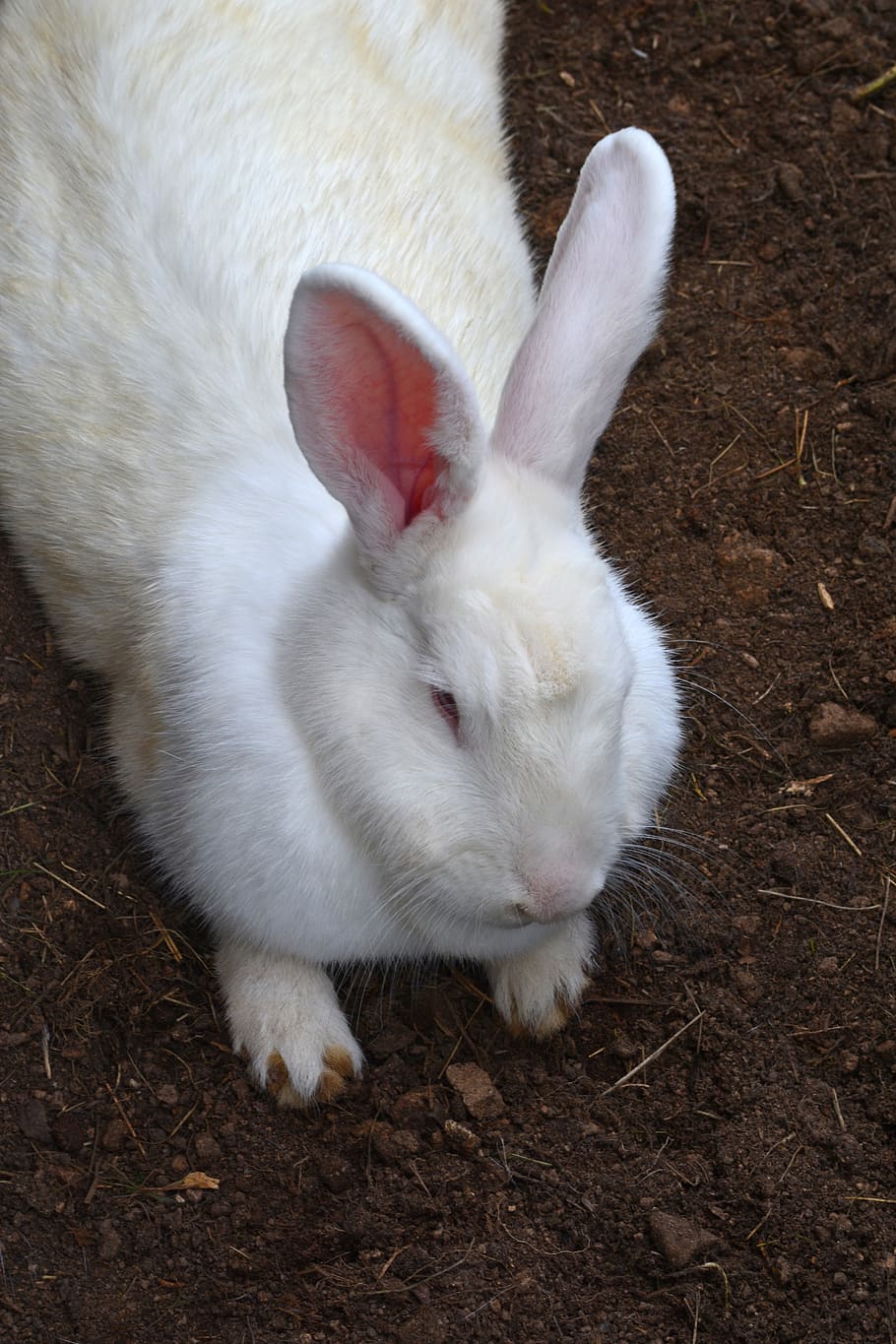 conejo, conejito, lindo, mascota, pascua, blanco, orejas, mascotas, doméstico, mamífero