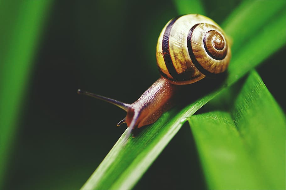 macro shot, snail, Closeup, nature, animal, animals, natural, snails, slimy, insect