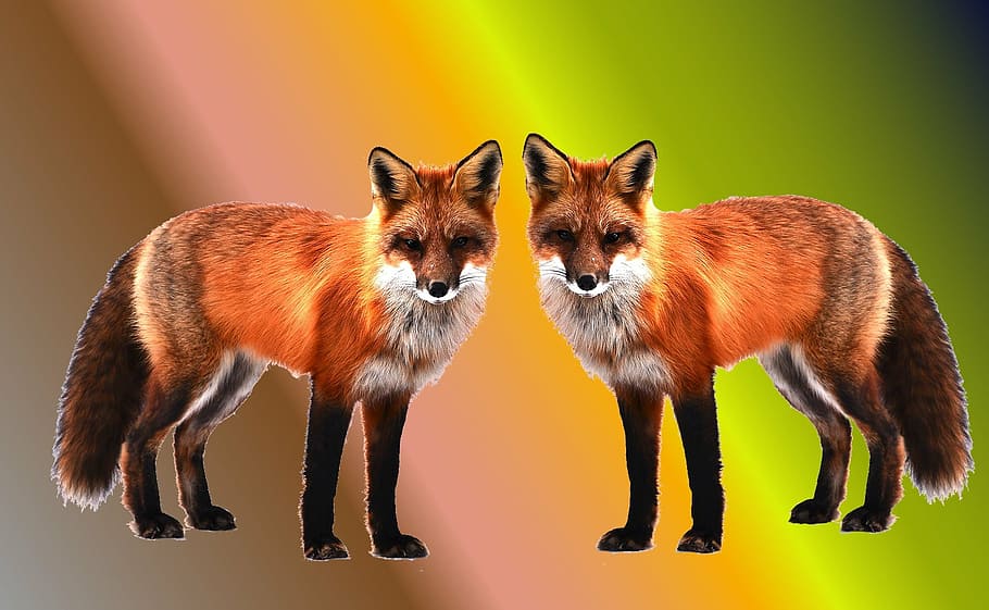 two brown foxes, foxes, wallpaper, background, background image, screen background, desktop background, group of animals, two animals, standing