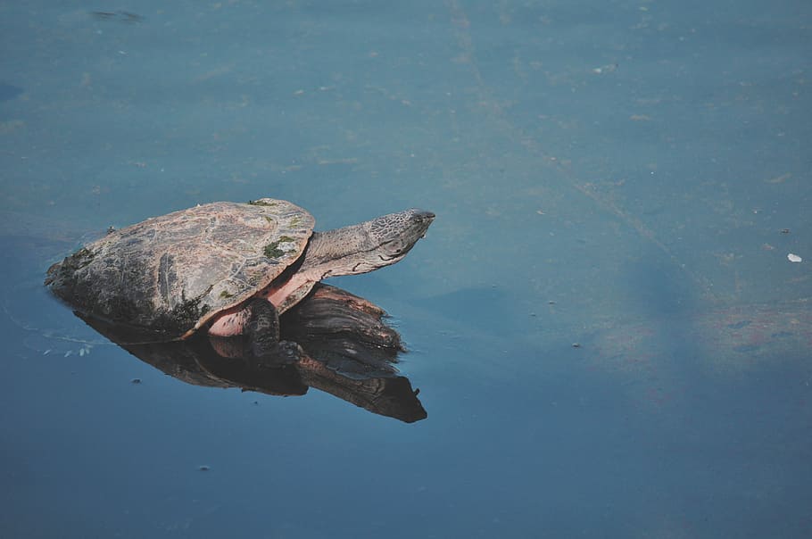 black sea turtle, blue, gray, pink, turtles, water, turtle, reptile, animal, nature
