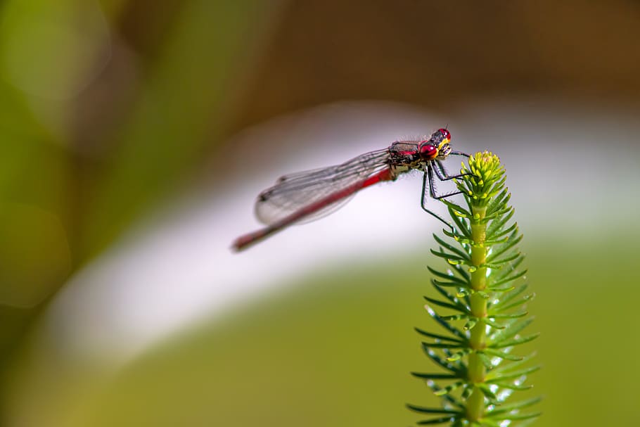 pyrrhosama nymphula, dragonfly, adonis dragonfly, early adonis dragonfly, slender dragonfly, small dragonfly, close up, flight insect, nature, red