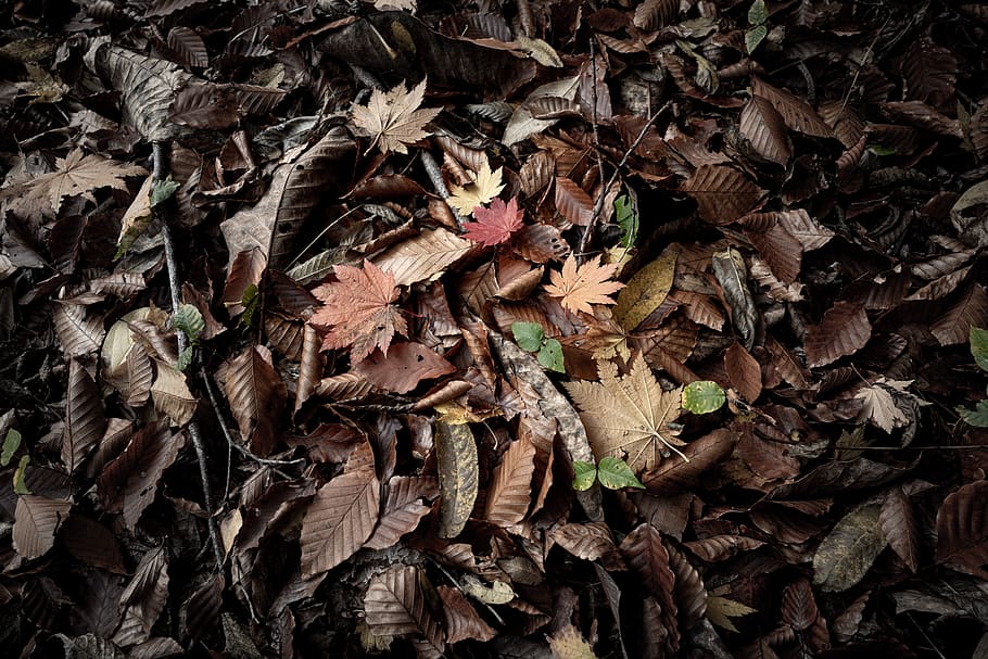 pequeño paisaje, otoño, pies, hojas caídas, foco, diversidad, haya, arce, programa, color