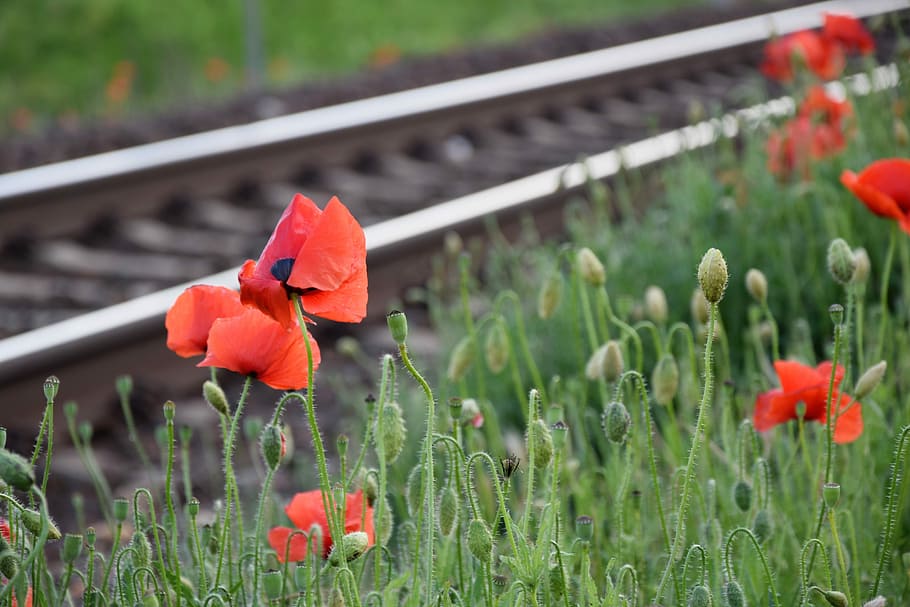 красный мак возле железной дороги, романтичный, любящий, трогательный, рельс, дорожка, весна, цветение, трава, природный