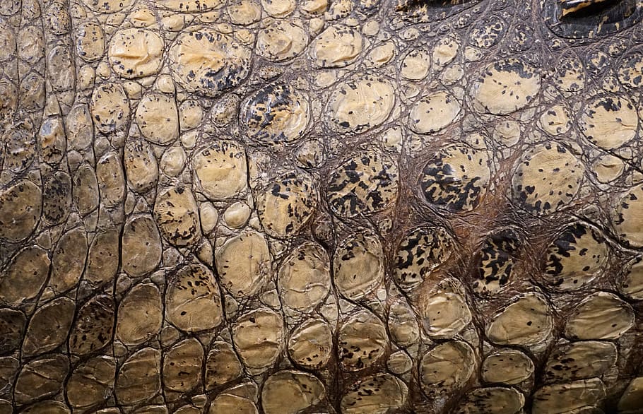 texture, crocodile, scale, stuffed, alligator, surface, pattern, backgrounds, full frame, close-up