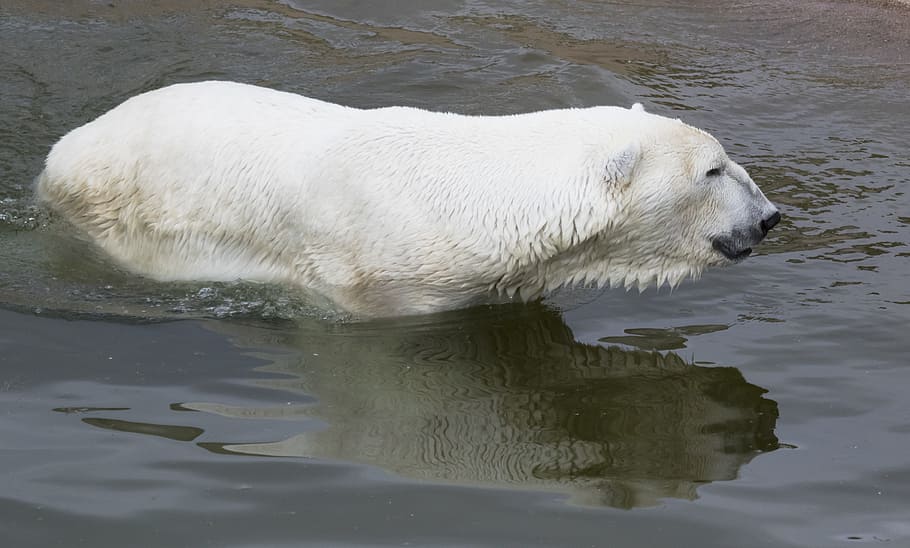 Белый медведь 4. Белый медведь под водой. Белый медведь плавает в воде. Медведица белая учит плавать. В какой температуре может плавать Полярный медведь.