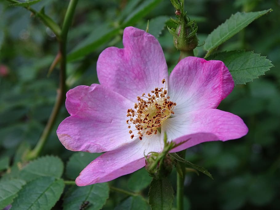 rose, wild rose, dog rose, roses, blossom, bloom, open rose, wild rose bush, potato rose, hedges rose