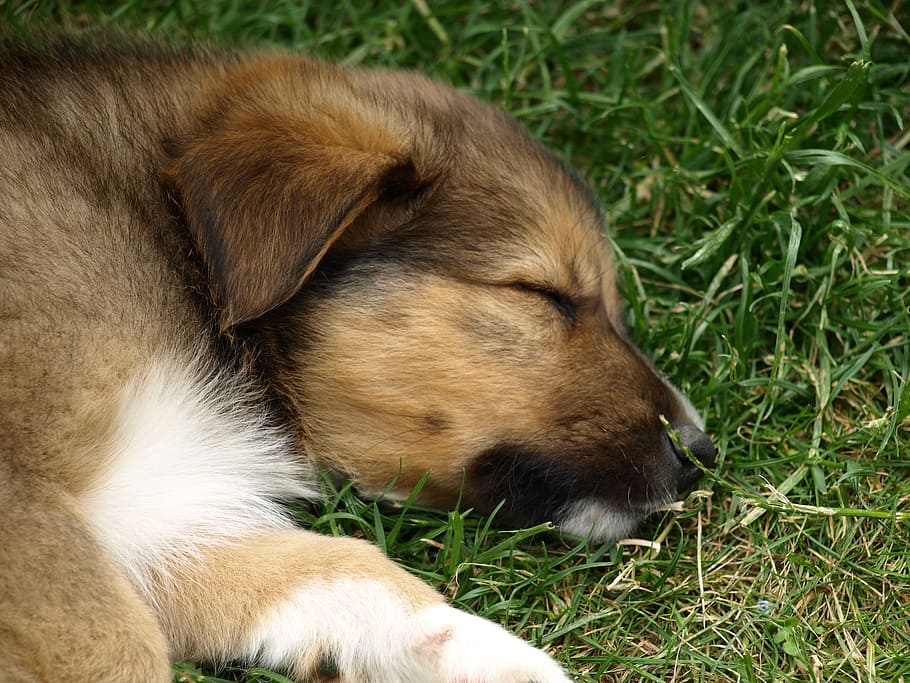 cachorro, perro joven, lindo, perro, joven, mascota, sueño, cansado, dormir, mascotas