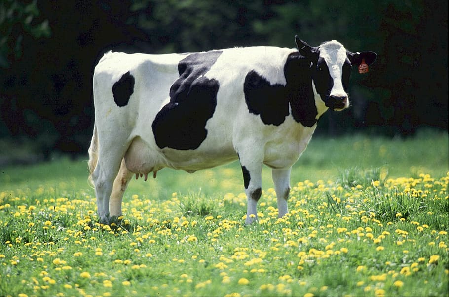 putih, hitam, sapi, berdiri, bidang rumput, susu, termasuk keluarga sapi, pedesaan, pertanian, mentega