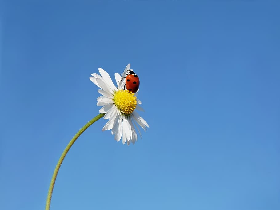 white daisy, ladybug, seven-spot ladybird, lucky ladybug, flower, flowering plant, beauty in nature, fragility, freshness, plant