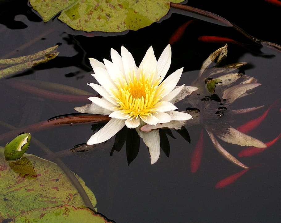 white, water, lily, koi, pond, nature, flower, lotus, plant, green