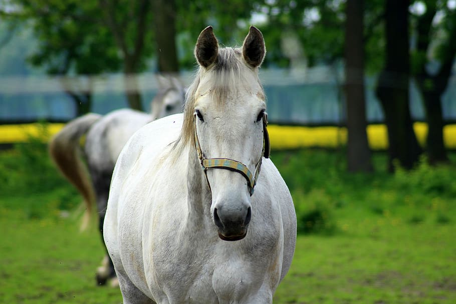 focus photo, white, horse, the horse, gray, stud, lawn, animals, mammals, farm