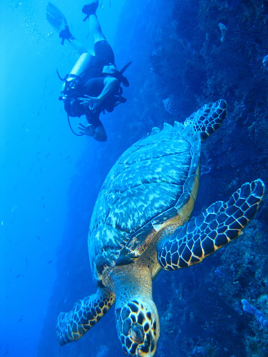 turtle, underwater, marine, fish, ocean, coral, nature, reef, scuba, diving