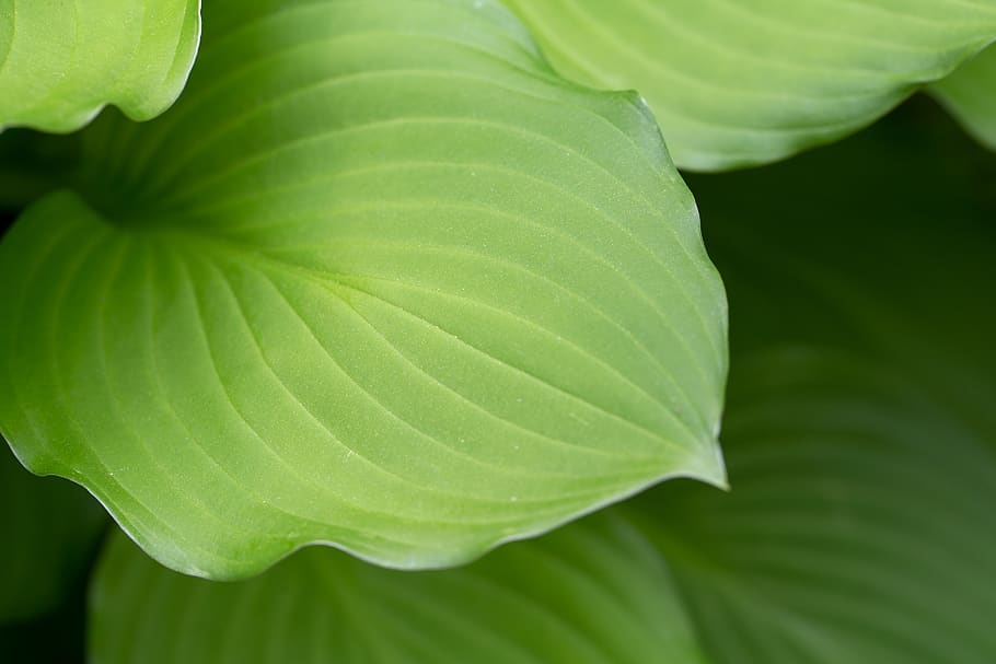 macro, plant, leaf, spring, natural, texture, nature, leaves, green, background