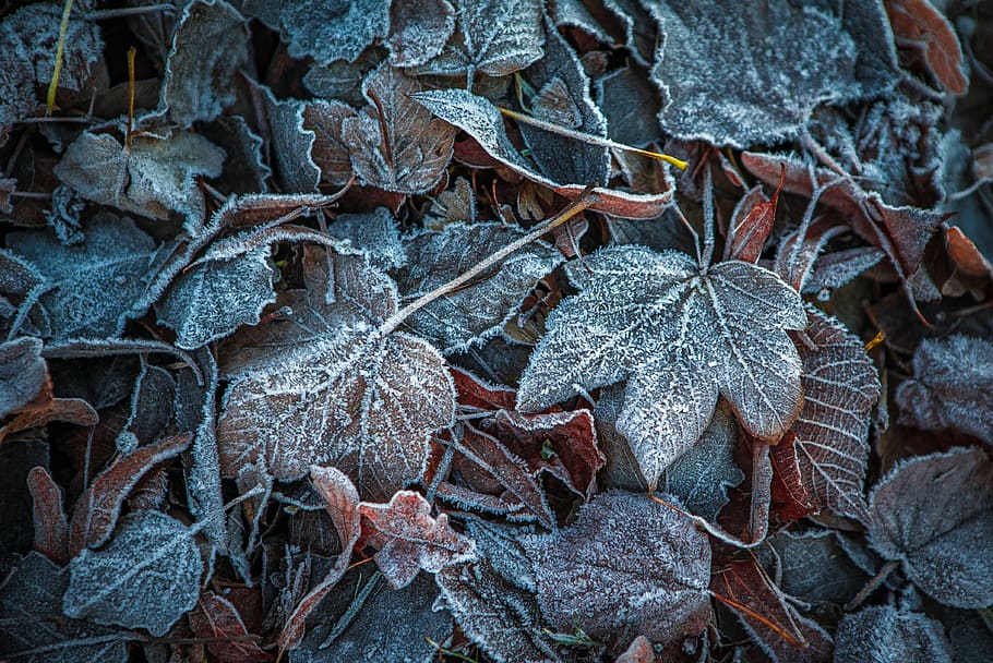leaves, winter, frost, winter blast, brown, leaf, nature, autumn, cold, mood