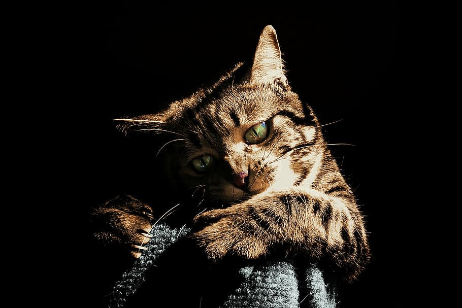 brown, tabby, cat, low, light, play, pet, animal, cute, playing