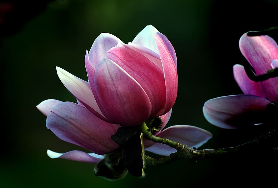 Magnolia, purple-petaled flower, flower, flowering plant, beauty in nature, freshness, plant, petal, vulnerability, fragility