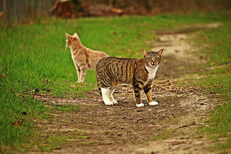 selectivo, fotografía de enfoque, dos, gatos, de pie, camino, campo de hierba, durante el día, gato, mieze
