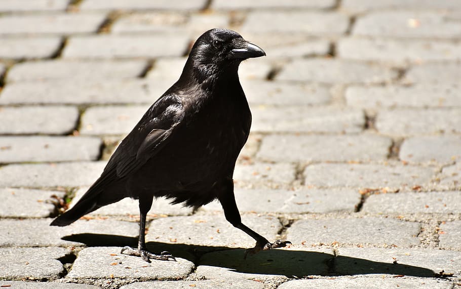 close, photography, black, crow, common raven, raven, raven bird, animal, nature, feather