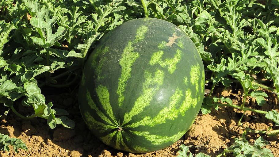 close-up photo, watermelon, daytime, plant, agriculture, food, vegetable, cyprus, healthy eating, green color