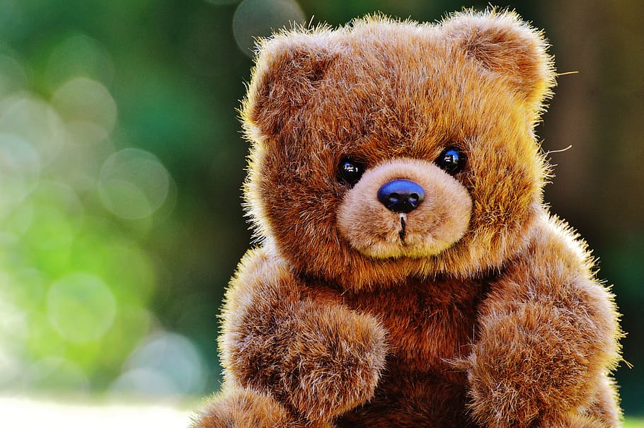brown, bear, plush, toy, shallow, focus photography, teddy, soft toy, stuffed animal, teddy bear