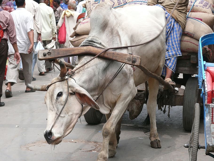 Cow, New Delhi, India, Work, the burden of, fatigue, car, cargo, animal, people
