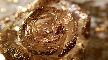 Royalty-free rose-colorful close-up photos free download - Pxfuel