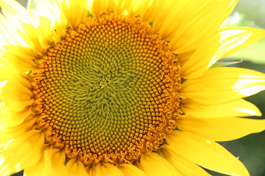 girasol, flor sol, flor girasol, girasoles, floración verano, planta  floreciendo, flor, frescura, cabeza de flor, fragilidad | Pxfuel