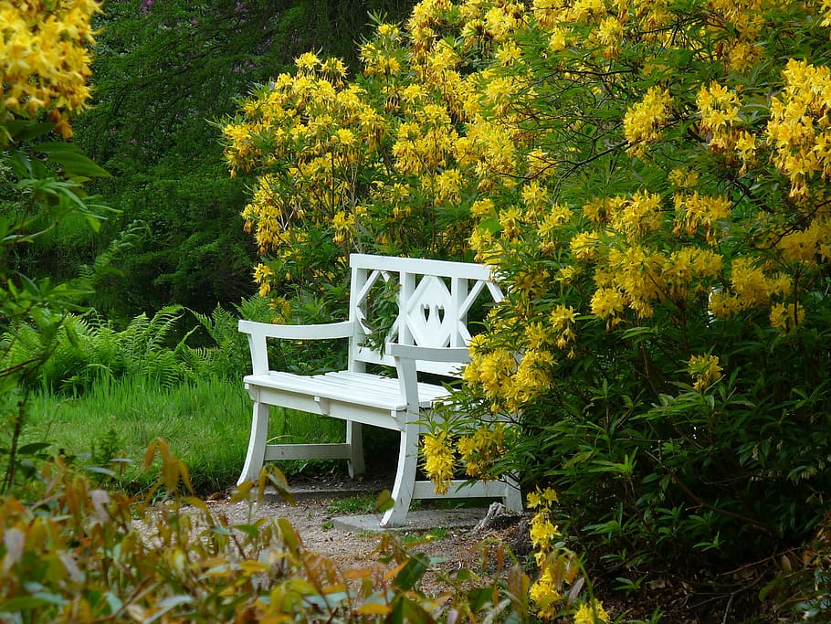 Bush, Nature, Leaves, Hedge, autumn, plant, bank, rest, walk, seat