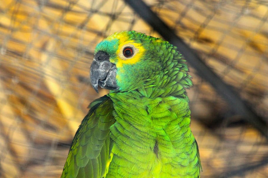 amazon, parrot, amazona amazonica, venezuelan amazon, orange-winged amazon, feathered race, bird, cage, head, feathers