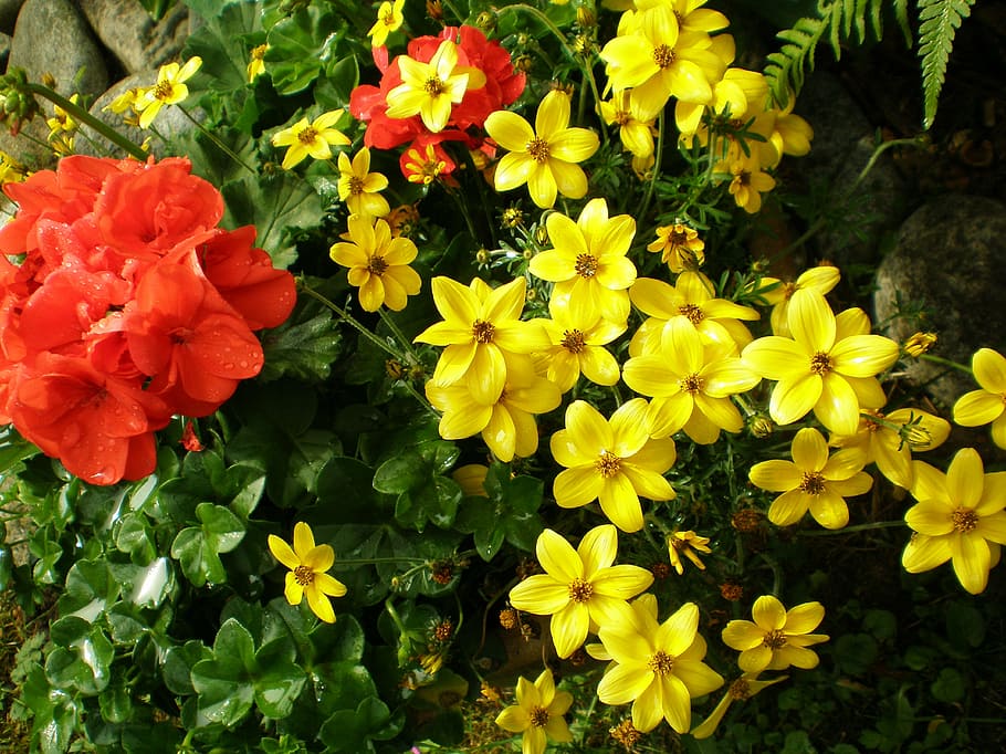 flores, jardín, plantas, naturaleza, amarillo, flor, primavera, rojo, geranio, flores rojas