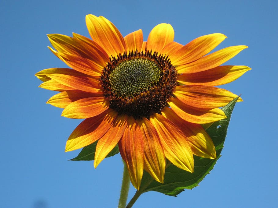 person, taking, sunflower, day time, plant, nature, outside, beautiful, macro, close-up