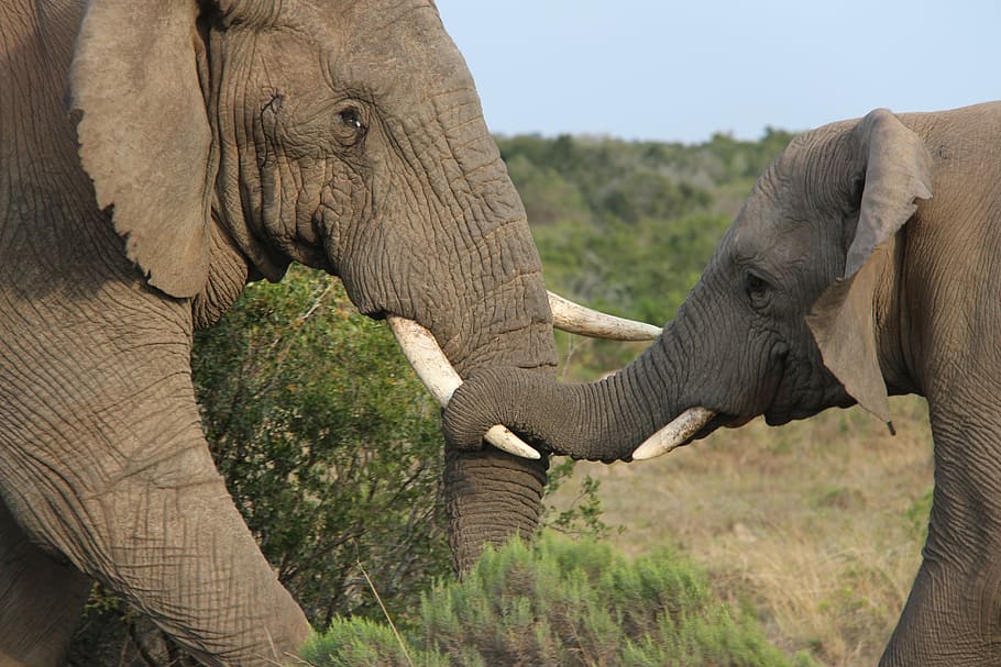 dos, elefante africano, de pie, sabana, día, elefante cachorro, amor de madre, vida silvestre, naturaleza, animal