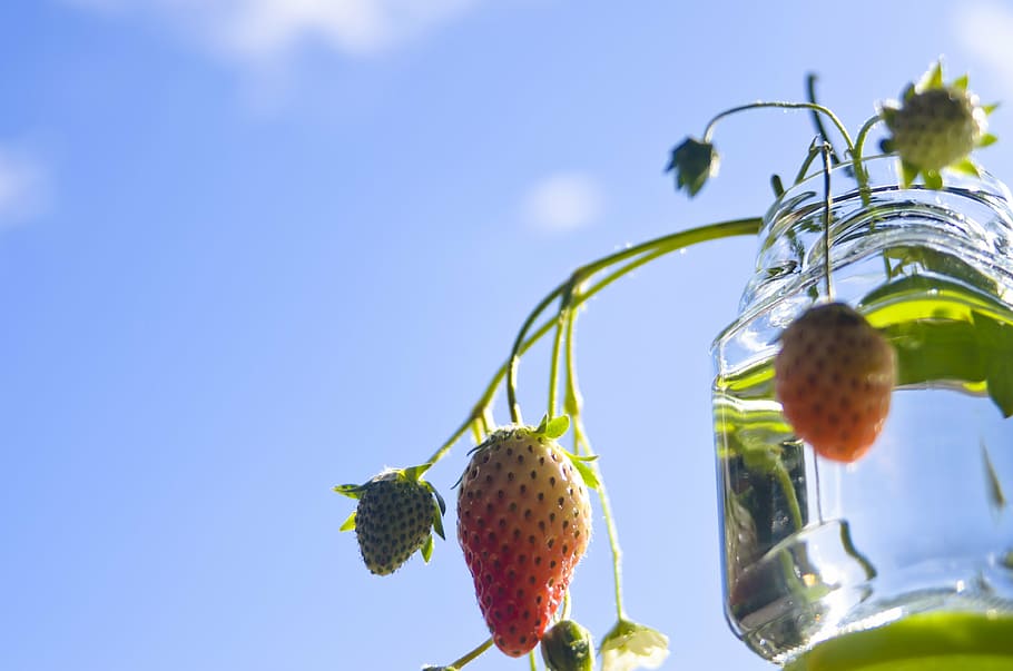 strawberry, sky, fruit, food and drink, healthy eating, food, freshness, low angle view, plant, wellbeing