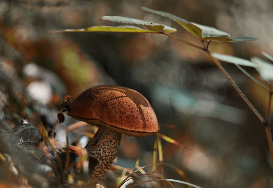 mushroom, autumn, orange-cap boletus, close-up, growth, food, plant, focus on foreground, nature, fungus