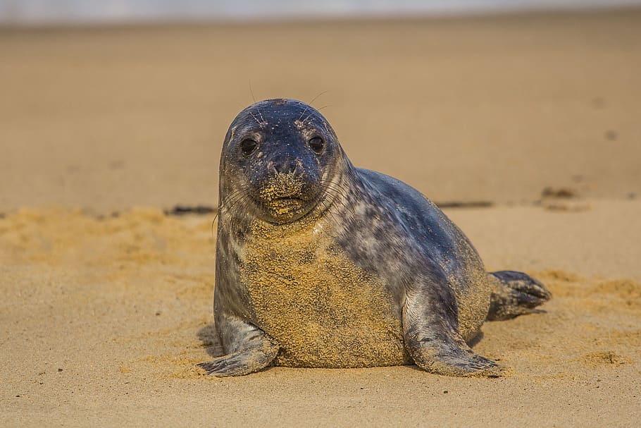 sealion, sand, daytime, seal cub, england, beach, animal, sea Lion, sea, mammal