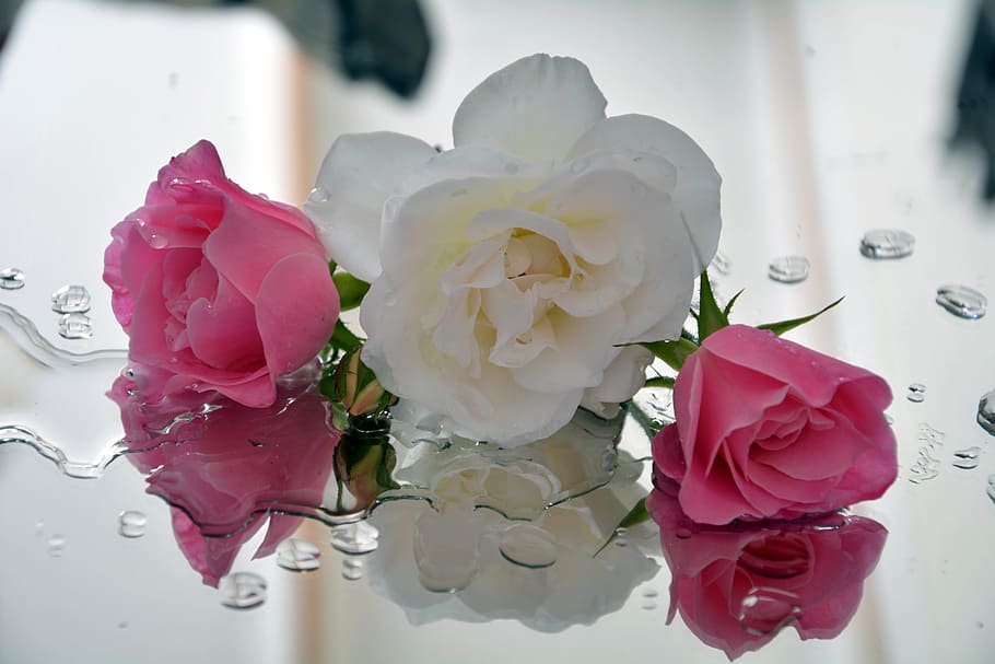 Icebergs, Roses, Spring, Pedals, pink and white, rose - Flower, wedding, bouquet, flower, pink Color