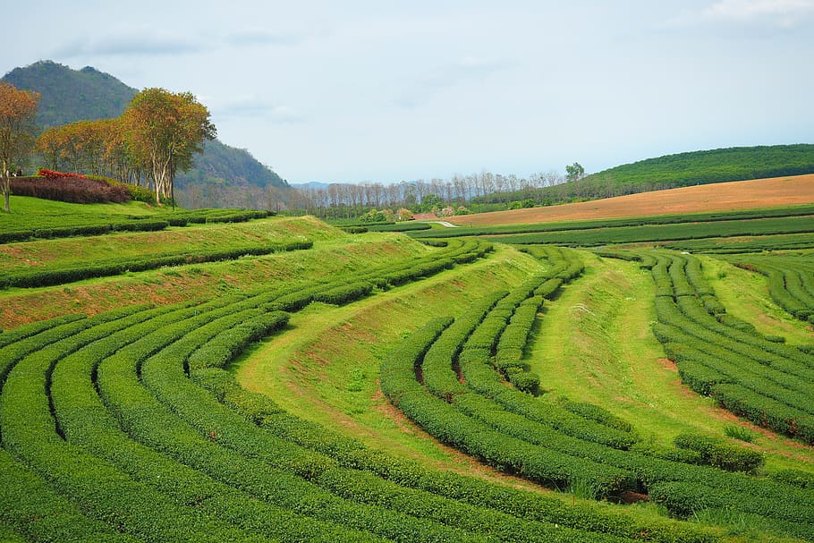 tea leave firm, chaing mai, thailand, agriculture, landscape, scenics - nature, rural scene, green color, field, sky