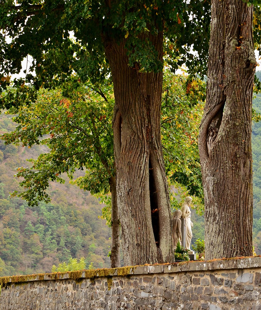 cementerio, estatuas, árboles, melancolía, cristianismo, árbol, planta, Temas de animales, mamífero, animal